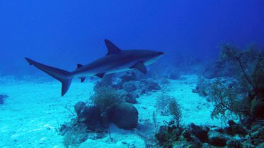 PADI Advanced Open Water - Reef Shark