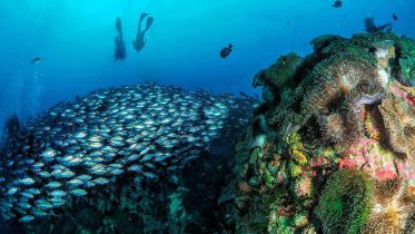 Scuba Diver in Phuket Thailand - Anemone Reef